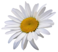 DAISY RÖMER